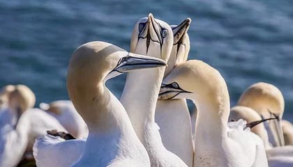 世界杯赛事直播下载-NBA生涯最强一战！杨瀚森前13投全中，拿下首个30+