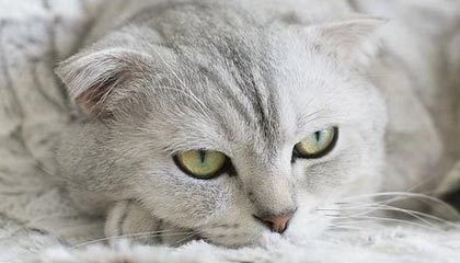 王勤伯：贝利和我们不曾经历的伟大