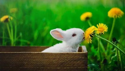 挑战与机遇并存 库里有望追逐个人第三座MVP奖杯